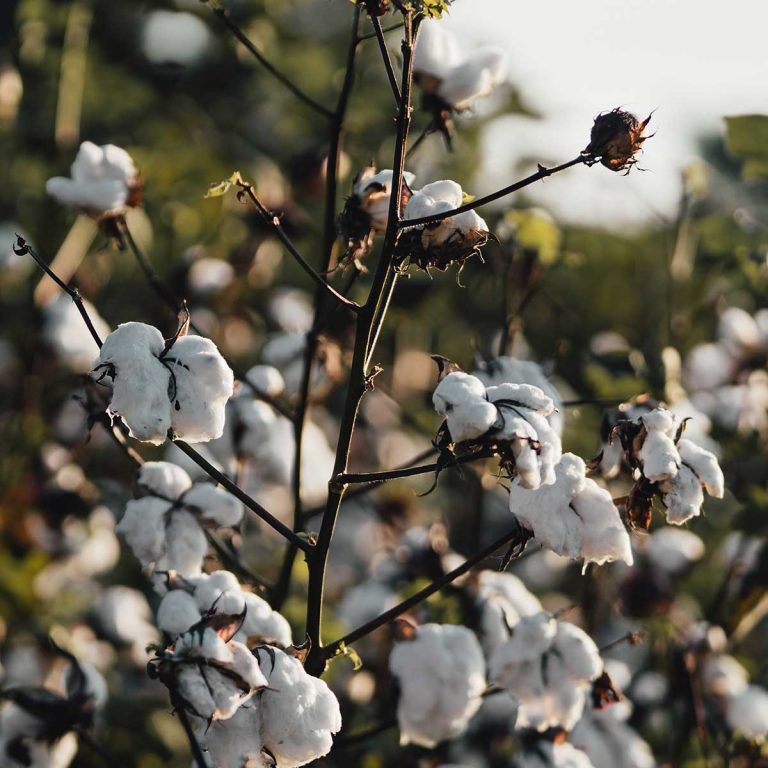 5 Reasons to Wear Organic Clothing