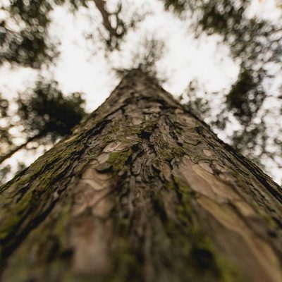 Stakes - Unisex eco sweatshirt